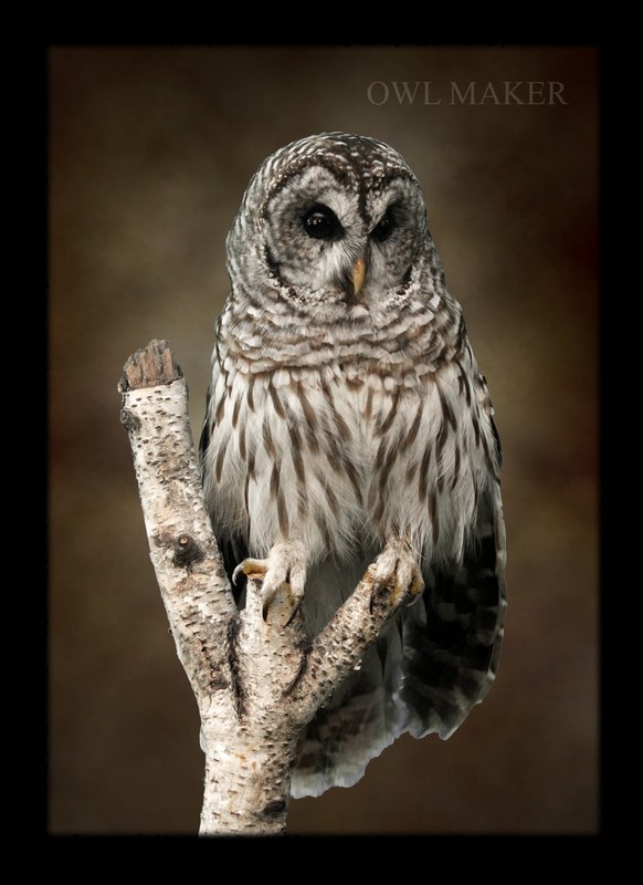 screech owl taxidermy